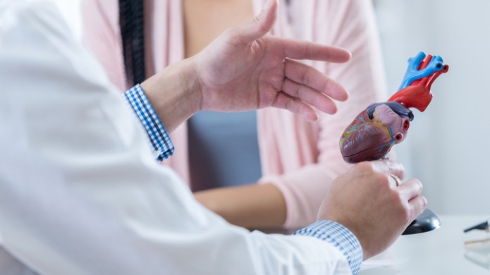 Doctor holding model of heart